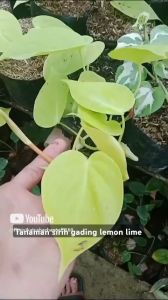 tanaman hias gantung sirih gading lemon lime