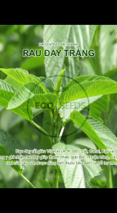 [EcoSeeds] Combo 2 Gói Hạt Giống Rau Đay Trắng - Sinh Trưởng Khỏe Năng Suất Cao - Gói 20g