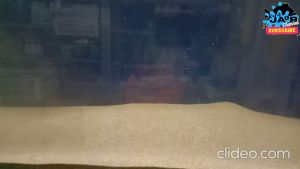 Pasir BALI 1 kg - Aquascape Aquarium 1kg kilogram kilo