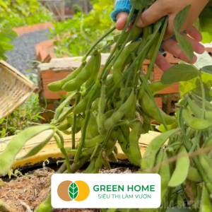 Hạt Giống Đậu Nành Rau Nhật Bản GreenHome Gói 10g~10 hạt Dễ Trồng Quanh Năm Nảy Mầm Cao T36