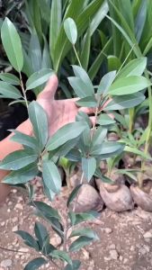 Bibit Buah Sawo Alano Super Unggul Termurah