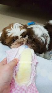 KANI Pure Cotton Pet Diaper: A Comprehensive Guide for Male Dogs