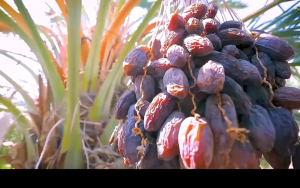 Halal Dates & Macadamia Nuts | Single Package | Halal Gift Snack | Sugar-Free Suitable for Diabetics | Healthy Sugar-Free Food