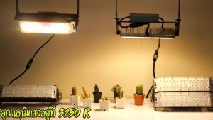 โคมไฟปลูกต้นไม้ GOD-50W LED Grow Light AC 220V ไฟปลูกต้นไม้ ต้นไม้โตเร็วทันใช้ ไฟปลูกพืช ไฟไม้ใบ ไฟปลูกมอนเตอร่า ไฟสีเหลืองทอง 3250K มี LED 660nm