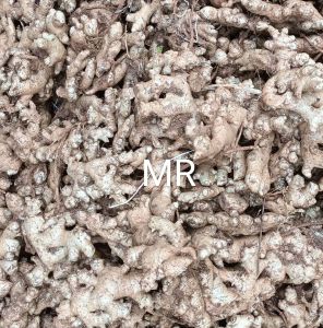 jahe tua bisa untu bibit atau keperluan dll 1kg harga bisa berubah