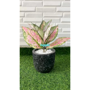Tanaman Hias Pohon Artificial Daun Aglonema Lipstik Pink Pot Terracota Motif Hujan Hitam Pajangan Rumah Dekorasi Cafe