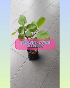 【Live Plant】Pokok Mulberry / Easy-Grow Mulberry Plant / Pokok Mulberi Mudah Tanam / 易种桑葚苗