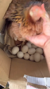 EGG BOOSTER - Meningkatkan produksi telur & mendukung kesehatan reproduksi unggas