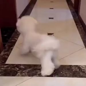 Ultimate Guide to Pet Dog Frisbee Toy & Interactive Puppy Teeth Grinding