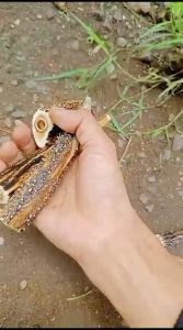 Once tanduk ori rusaa panjang 14-16cm