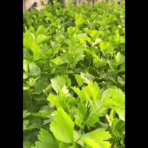 ผักซอง ผักซองมะเขือ ผักซอง O174 มะเขือ มะเขือ ผัก ผัก ผัก ผัก มือกระชับ ผลเสริมรูปลักษณ์ ความแม่นยำสูง คุณสมบัติของแพทย์ คลินิก ผู้ชาย คุณภาพเบื้องต้น