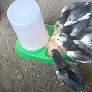 Tempat Pakan otomatis anak ayam merpati burung unggas zeorfarm