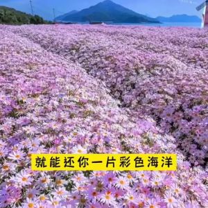 Daisy seeds bloom all year round potted小雏菊种子四季开花易活盆栽Indoor and outdoor bonsai plants flower seeds室内室外花卉种子