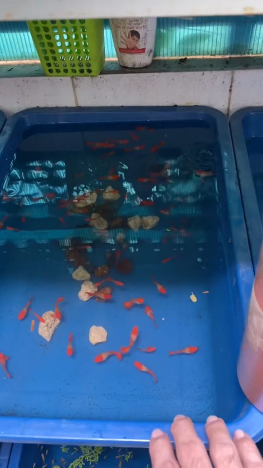 Cám Cá Bảy Màu giá rẻ 20g - Cám Vàng Cá Bảy Màu thức ăn cá guppy