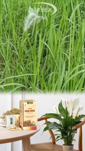 KAPSUL Alang-alang Herbal Pereda Panas Dalam isi 60 Kapsul.
