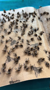 send fly killer powder 100pcs Sticky fly paper Fly Glue Board Fly Sticker Insect Trap Board Flies Fly Trap Catcher Bugs Insects Catcher Board