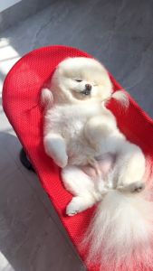 Dog Rocking Chair Cat Rocking Chair Dog Bed Pet Rocking Bed Spring Recliner Portable Puppy Nest Folding House Comfort Nest for Pet Cat Dog Supplies