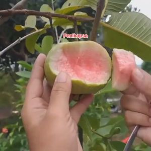 Bibit Jambu Kristal Merah Tanpa Biji Super Okulasi