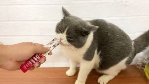 Cemilan Kucing Berkualitas: Snack Kucing 15g