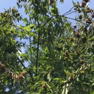 Ready-to-Eat Chestnut Kernels: A Snack Worth Exploring