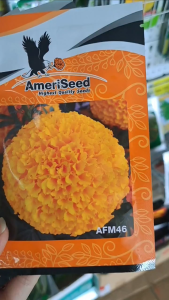 (Gói 350 hạt) Hạt Giống Hoa Vạn Thọ Thái Lùn F1 - AFM 46: Cam Đỏ AMERISEED