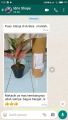 Promo Paket Aglonema 10 Jenis Barang Ok. 