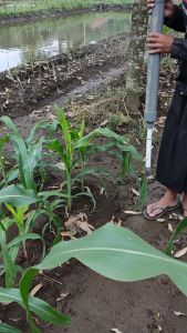 ALAT BANTU PENABUR PUPUK PADAT / GRANUL SIMPEL DAN PRAKTIS