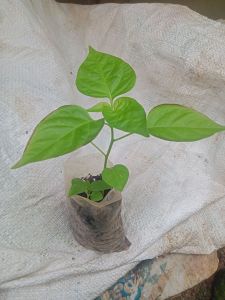 Benih cabe rawit acung 1 batang siap tanam asli pedas menggelegar