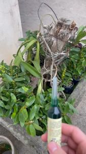 Dung dịch thuỷ canh kích thích thích ra rễ nội địa Trung chai 38ml chai xanh ( 1 Chai )