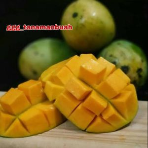 Bibit Mangga Harum Manis Unggul