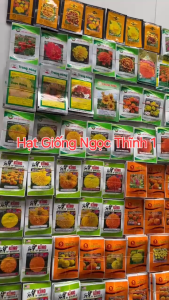 (Gói 100 hạt) Hạt Giống Hoa Vạn Thọ Ban Mai F1 FMAR104 Alaska Red FVN - Hoa màu đỏ