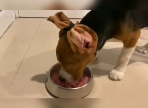 [5ซอง]บาร์ฟสุนัข สูตรไก่ ซอง500กรัม