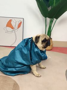 Compact Pet Hair Dryer: A Guide to Grooming Hair Dryer & Drying Accessories for Cats & Dogs