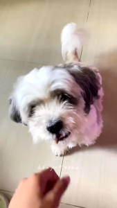 70g Dog Food Dogs Snack All Stages Adult Puppy Chews Jerky Chews Dog Treat