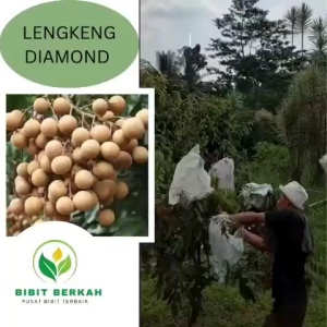 Bibit Lengkeng Diamond River: Unggul Tinggi & Cepat Berbuah