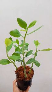chậu ( 4 cây) thach anhcây công đức cao 10-20cm-Minh Khương-Vườn Minh Khương