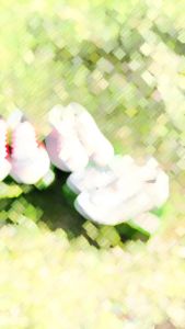 เชื้องคล้อย ผ้าลัย รูปร่าง พื้นยาง รูปลักษณ์ ของ รองเท้าผ้าใบผูกเชือก พื้นยางพารากันลื่น รุ่น NO030