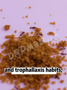 New Ant Killer ZGO Anti ants killer Ant bait Ant bait killer Kill all ants in the house Ant killer Ant repellent Anti ant Ant trap