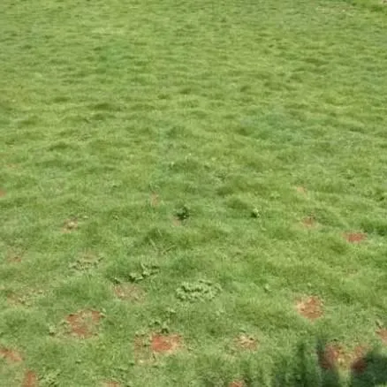 rumput%20peking/jepang%201%20meter%20tanaman%20rumput%20hias%20halaman%20rumah%20-%20Image%203