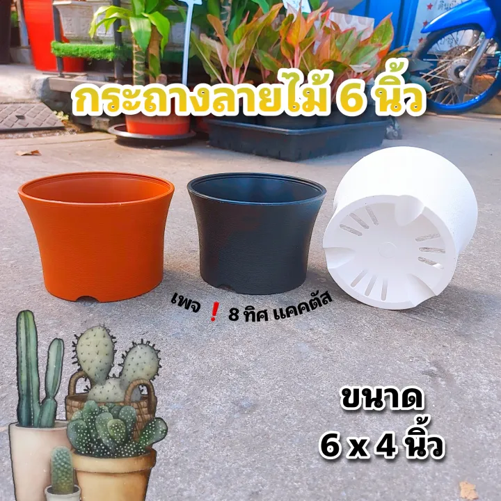 กระถางลายไม้ 6 นิ้ว สำหรับแคคตัส แข็งแรงทนทาน