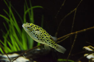 Green Spotted Puffer/Ornamental fish/Freshwater/Readystock