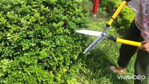 Kéo cắt hàng rào tỉa cỏ lưỡi thép hàng chính hãng