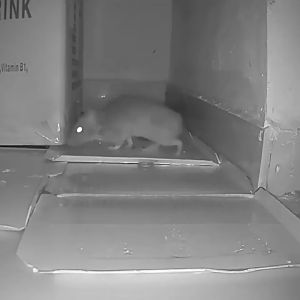 Sticky Mouse Board 10PCS Mouse Trap Rat Killer for Home Rat Trap Sticky