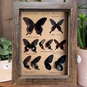 DIHUANTUO | Luxurious Retro Display Frame for Dried Flowers & Butterfly Specimens