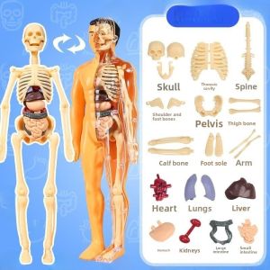 Educational 3D Medical Bone Structure Model Kit Organs Dissection Middle School Biology Human Body Framework Detachable Assembly Toy