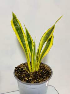 Sansevieria Yellowstone