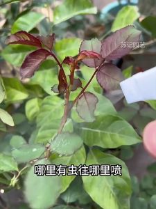 💯杀虫剂家用室内呋虫胺 (蟑螂,跳蚤药,臭虫,驱虫喷雾) 450ml Insecticide for Insects 450ml