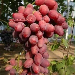 Bibit Anggur Import Taldun Super Grafting