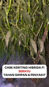 Benih Cabe Merah Keriting SERAYU 10 Gr Asli Cap MMT
