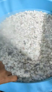 สุดคุ้มหินจัดสวน หินตกแต่งตู้ปลา หินแกลบแม่น้ำ ( สีขาว )